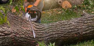 Best Tree Risk Assessment  in Custer, SD