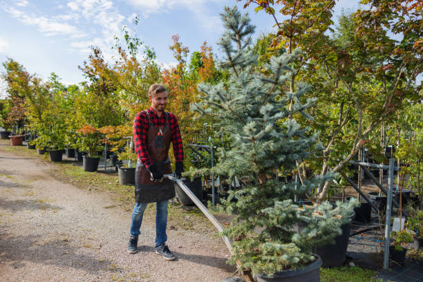 Why Choose Our Tree Removal Services in Custer, SD?