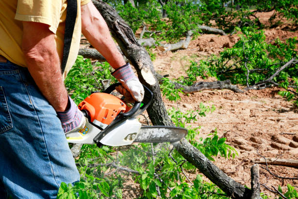 Best Lot and Land Clearing Services  in Custer, SD